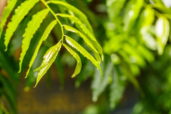 Elevate Equine Wellness: The Advantages of Natural Horse Care