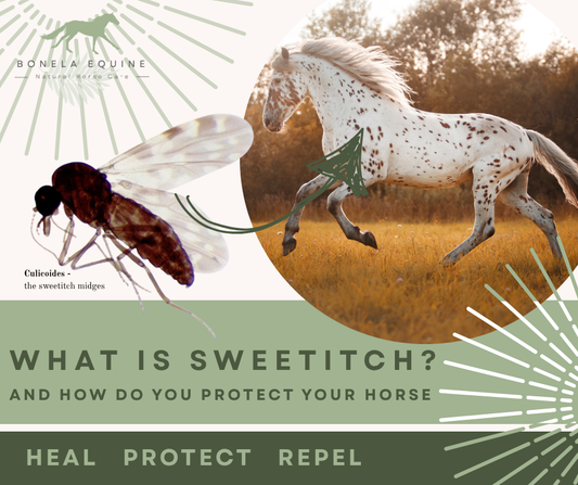 What Really Causes Sweet Itch in Horses? Understanding the root of the problem – and how to protect your horse naturally.