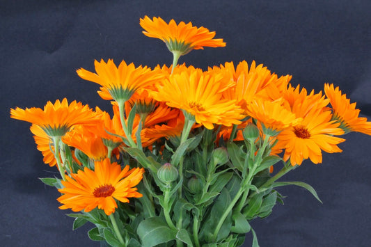 Why Calendula Oil Is a Key Ingredient in Our Healing Balms