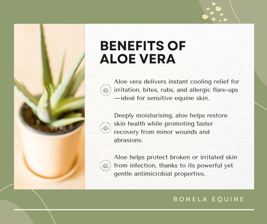 The Healing Power of Aloe Vera in our Equine Balm Formulations