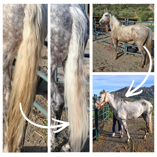 PURE SHIELD SOOTHING SHAMPOO