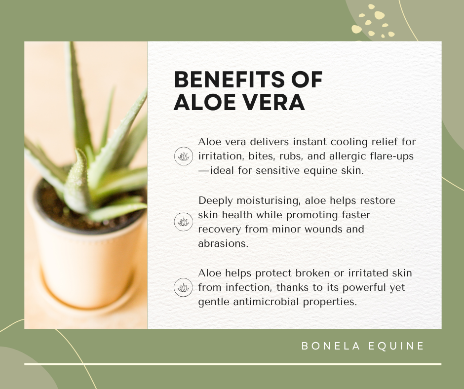 The Healing Power of Aloe Vera in our Equine Balm Formulations